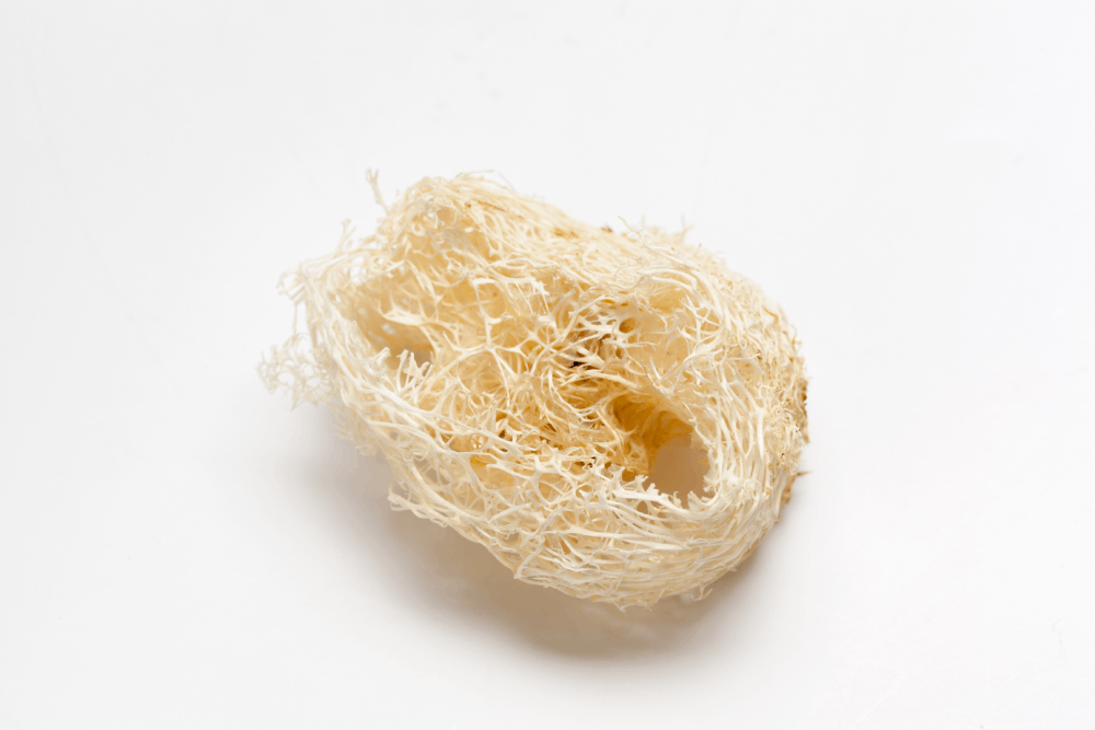 Where Do Edible Bird Nests Come From?